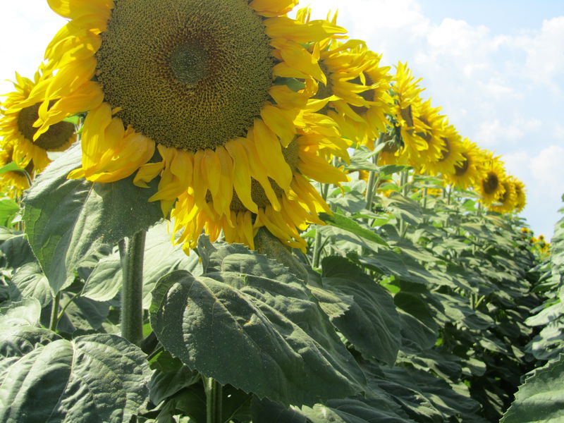 Високі температури призвели до зменшення врожайності соняшнику в області 