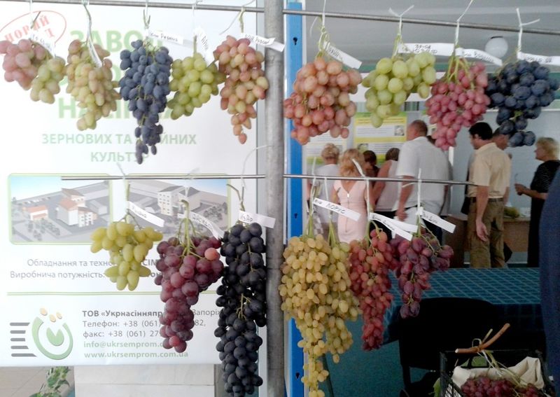 У Запоріжжі визначили найкращі сорти винограду