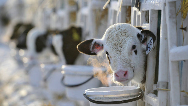 В області збільшено виробництво молока, м’яса та вовни