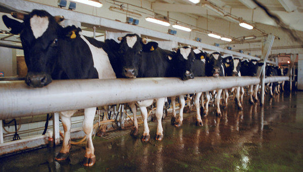 Сільгоспвиробникам пропонують оформити дотацію за приріст поголів’я корів