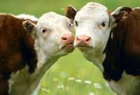 Запорізьким тваринникам пропонують дотацію за приріст корів