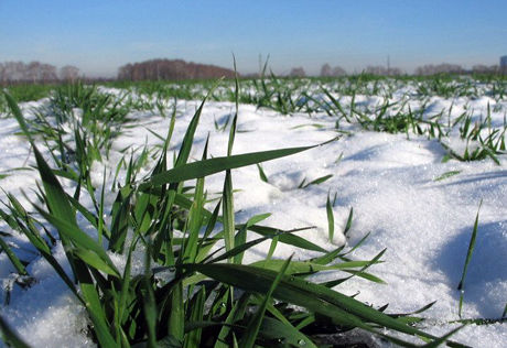 Сніговий покрив захистив посіви озимих культур під час сильних морозів
