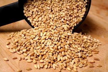 Аграрний фонд з лютого розпочинає укладання біржових договорів на закупівлю зерна
