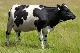 Тваринникам повертають борги за приріст поголів’я корів