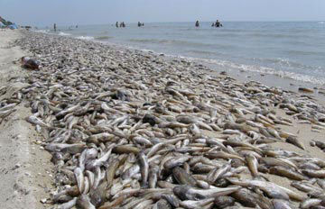 Створюються групи контролю для  запобігання масовій загибелі риби від задухи в Азовському морі