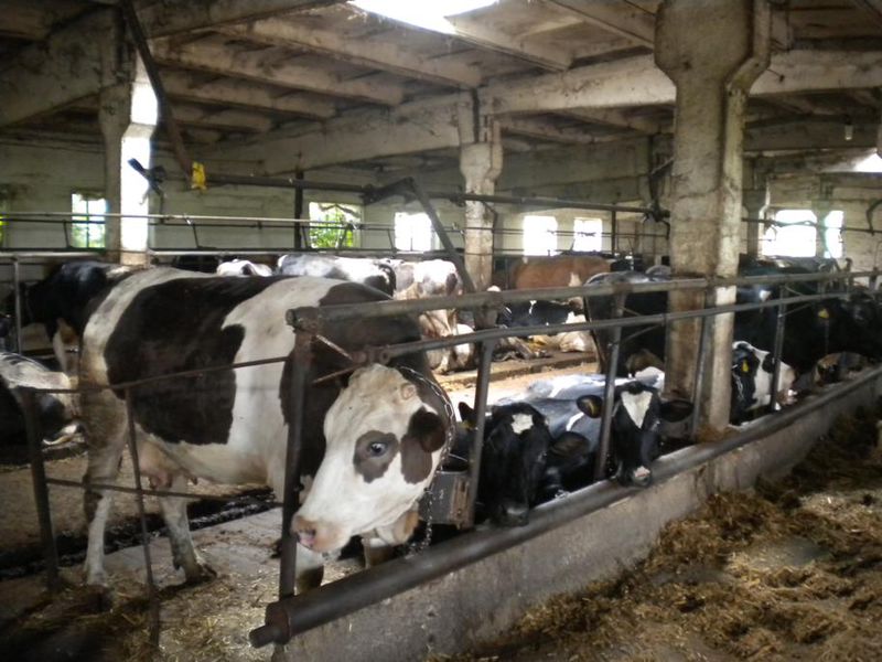 Кошти програми підтримки молочного скотарства використовуються ефективно