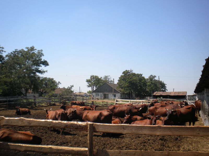 Обласна Програма підтримки молочного скотарства  ефективно допомагає тваринникам