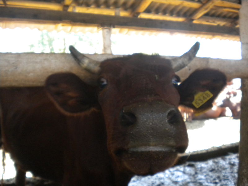 Обласна Програма підтримки молочного скотарства  ефективно допомагає тваринникам