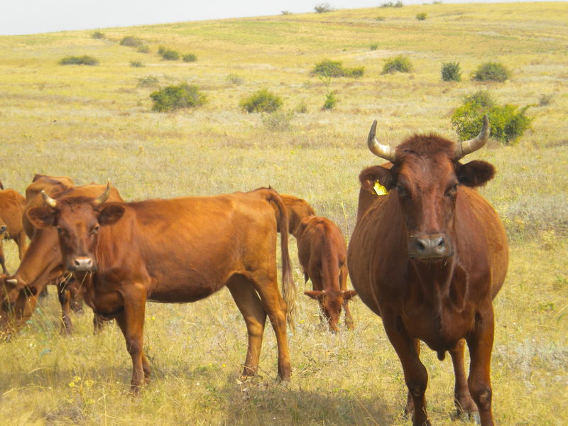За підтримки обласної Програми збільшено поголів’я корів молочної породи