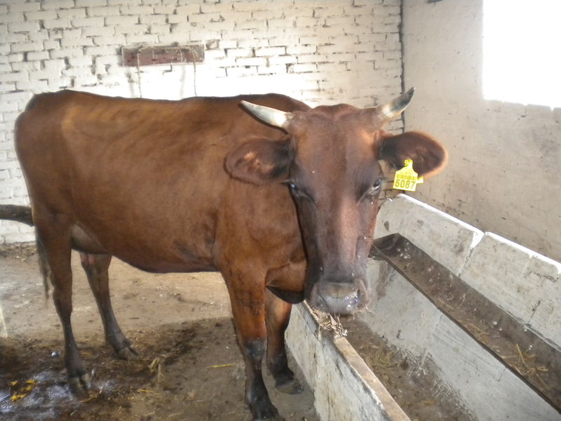 За підтримки обласної Програми збільшено поголів’я корів молочної породи