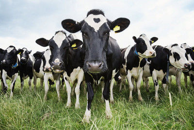 Тваринники  області збільшили виробництво молока та м'яса