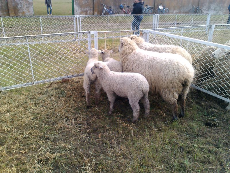 Запорізьке вівчарство може вийти на міжнародний рівень