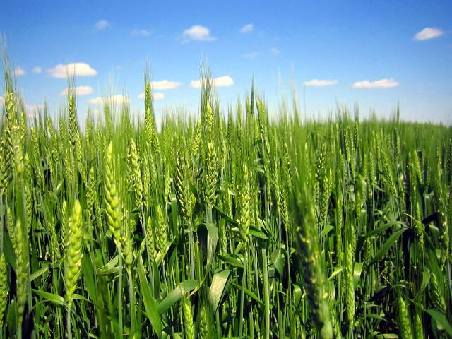 Запорізькі аграрії планують зібрати 2 млн. тонн зерна