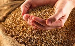 Запорізькі аграрії вже зібрали більше двох мільйонів тонн зерна нового врожаю
