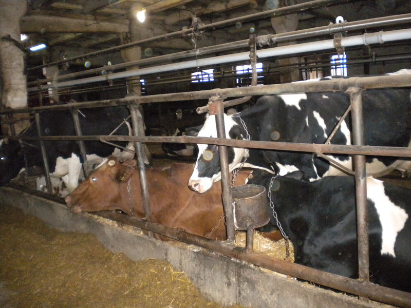 Бюджетні кошти на підтримку молочного скотарства використовуються ефективно