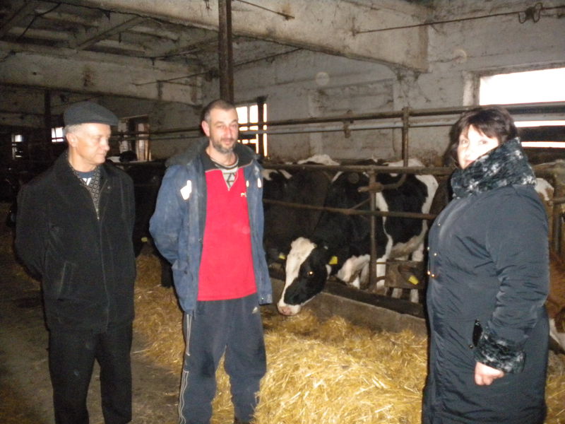 Бюджетні кошти на підтримку молочного скотарства використовуються ефективно