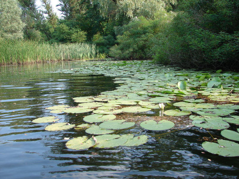 Водно-болотне угіддя в Запорізькій області набуло міжнародного статусу