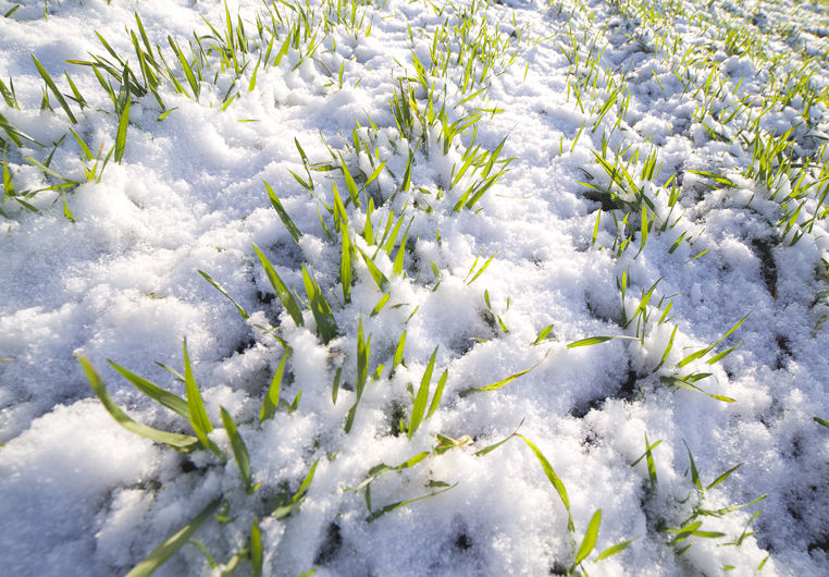 Посіви озимих зернових зимують у сприятливих умовах