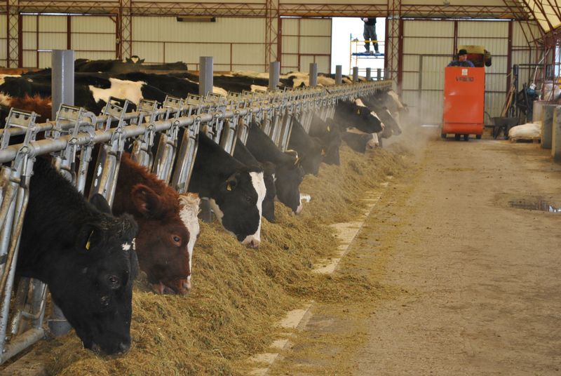 В області створено 10  нових сімейних молочних міні-ферм
