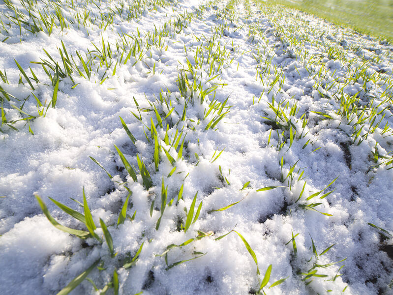 Запорізька область посідає перше місце в Україні за  посівами озимої пшениці