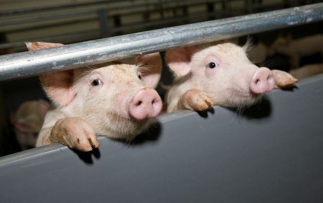 У Вільнянському районі  підтверджено випадок африканської чуми свиней