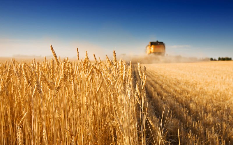 Запорізькі аграрії зібрали рекордний урожай ранніх зернових