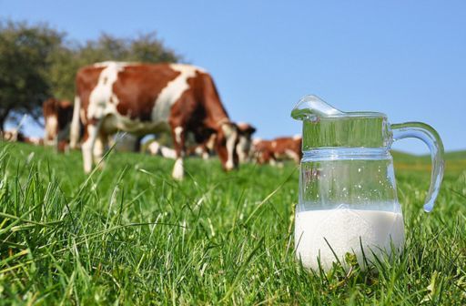 Племзавод  «Степний» на власному прикладі продемонструє ефективне молочне виробництво
