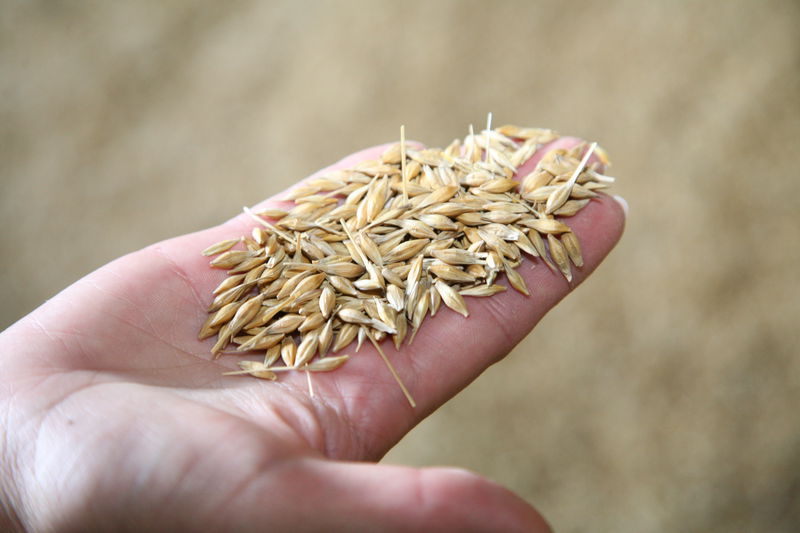Перші результати збору зернових