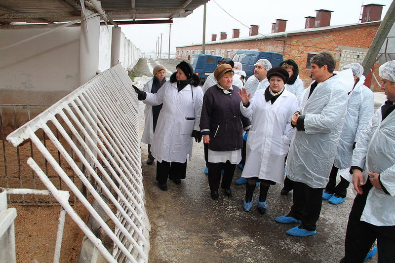 Основний профіль ТОВ  «Агропромислова компанія» - селекція у тваринництві