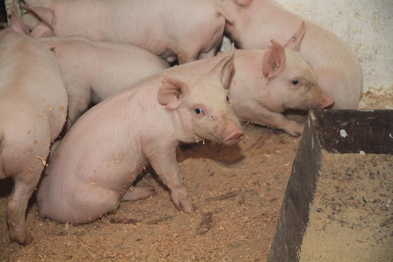 В господарстві вирощують свиней породи ландрас, дюрок, велика біла