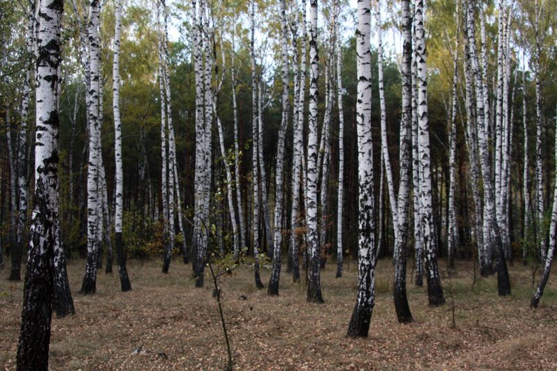 На Хортиці висадять новий березовий гай