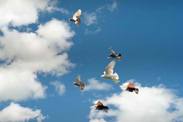 25 мирних голубів у небі  символізували 25-у річницю  великої трагедії