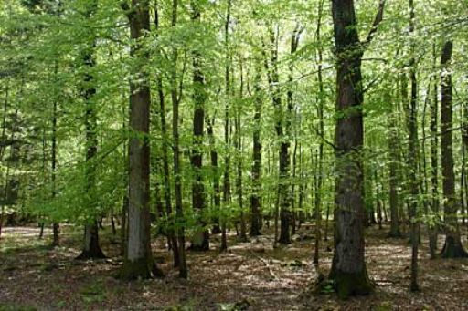 Кількість лісових пожеж в області зменшується  з року  в рік