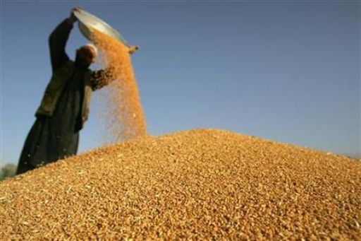 В області починають закуповувати пшеницю до Аграрного фонду України