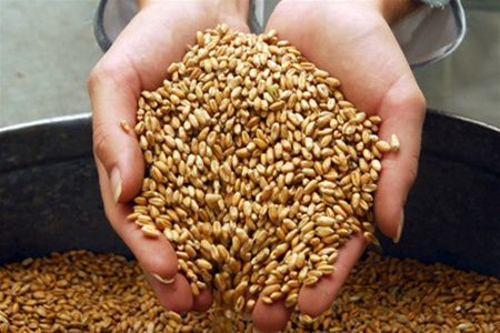 Запорізькі аграрії  розрахувалися по форвардних контрактах на 50%