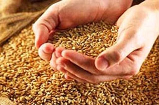 Для забезпечення регіональних ресурсів у Запорізькій області має бути сформований запас продовольчого зерна врожаю 2011 року в обсязі 63 тис. тонн