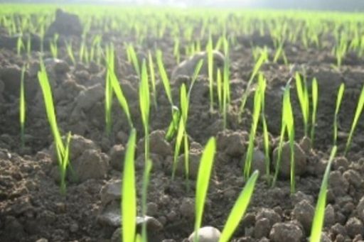 Аграрії області сіють озимину і чекають на дощ