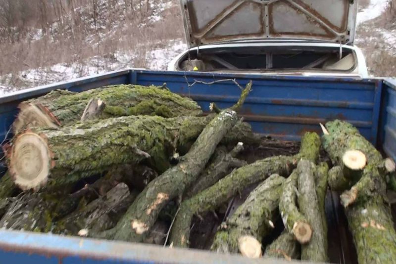 Лісосмуги – унікальна захисна система, яка попереджує виникнення пилових бурь