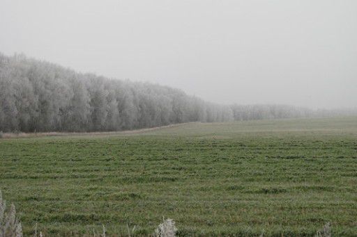 В області 46% озимини перебуває у задовільному стані,  13,7% - у доброму