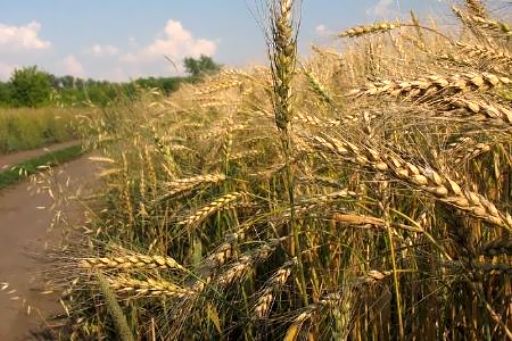 Обласна програма інвестиційно-інноваційного розвитку АПК розробляється на науковій основі