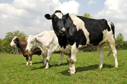Запорізькі сільгосппідприємства будуть отримувати дотації за приріст поголів’я корів