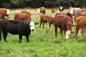 Перші державні дотації за прирощення поголів’я корів запорізькі селяни отримають вже у липні