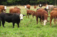 Чотири запорізькі господарства отримають дотацію за прирощення поголів’я корів у І кварталі