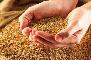 Запорізькі хлібороби намолотили перший мільйон тонн зерна