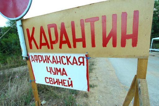 В епіцентрі захворювання на африканську чуму свиней введено карантин