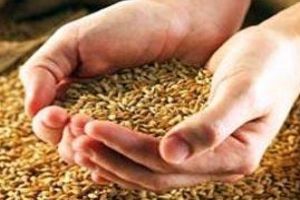 Регіональний запас зерна має бути сформований до 1 листопада