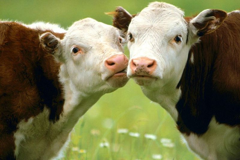 В області збільшуються обсяги виробництва молока та підвищується продуктивність корів