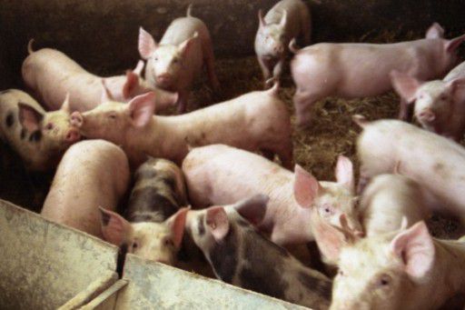 Із зони відчуження Приморського району продовжують вивозити свиней