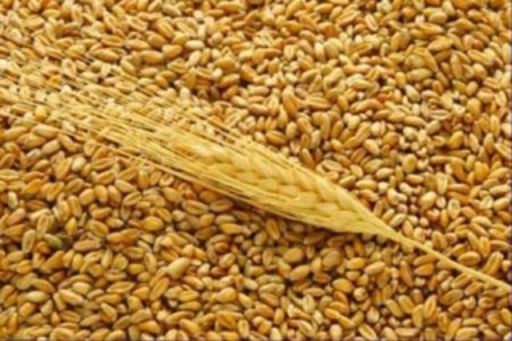 У наступному році запорізькі хлібороби мають зібрати не менше 2,5 млн. тонн зерна