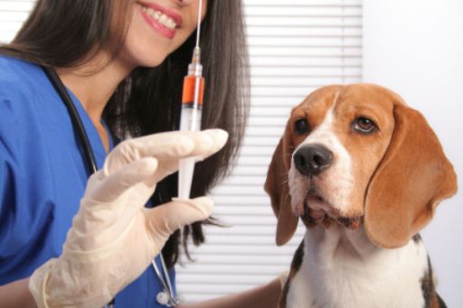 Протягом минулого року проти сказу вакциновано понад 260 тис. домашніх тварин та худоби